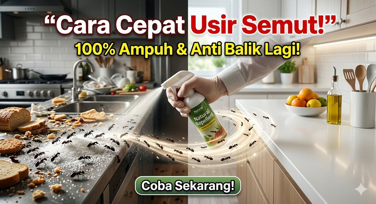 Cara Mengusir Semut 
